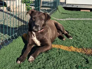 Mixed Breed dogs SIRA🚨🐾 - Advert 12