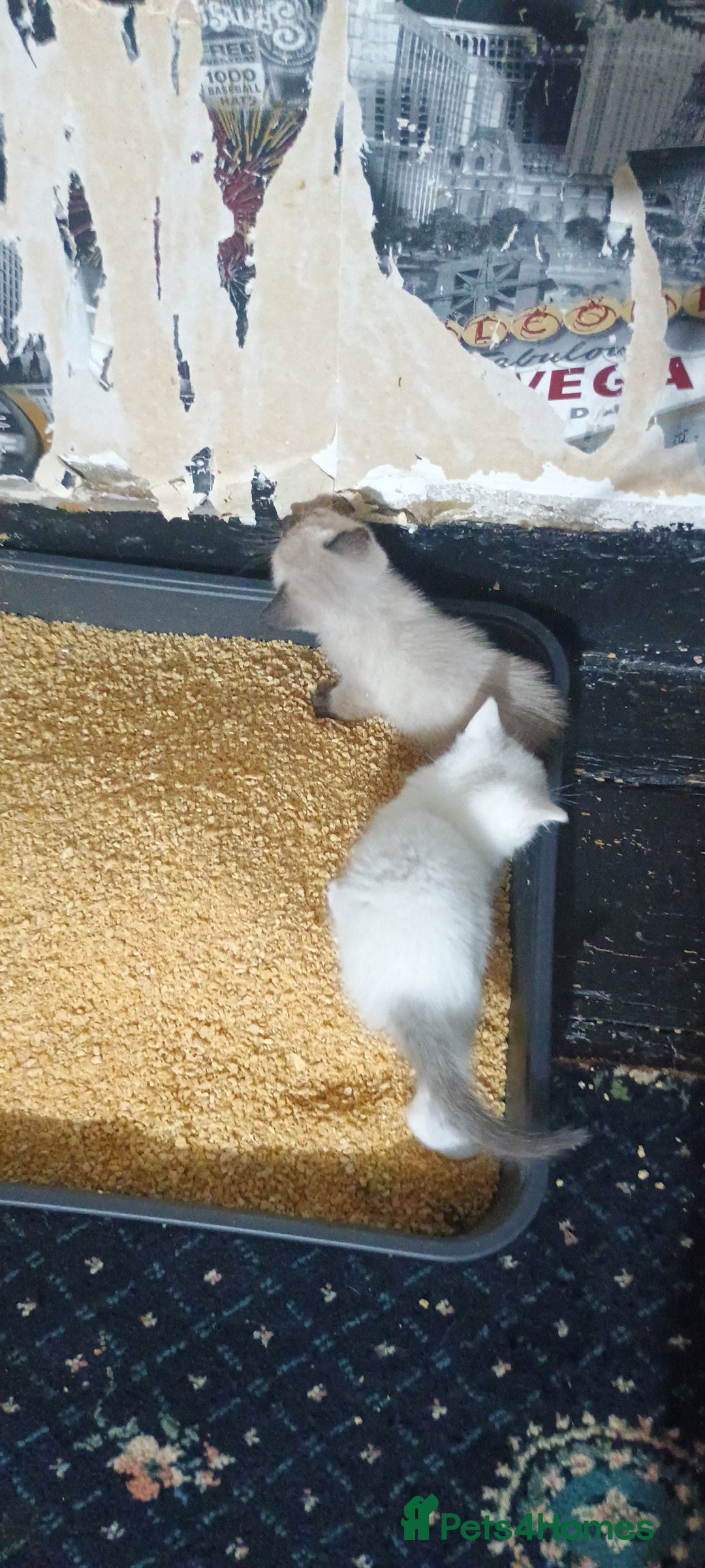 Ragdoll cats for sale: 3 quarters RAGDOLL KITTENS FOR SALE £150 - Image 14
