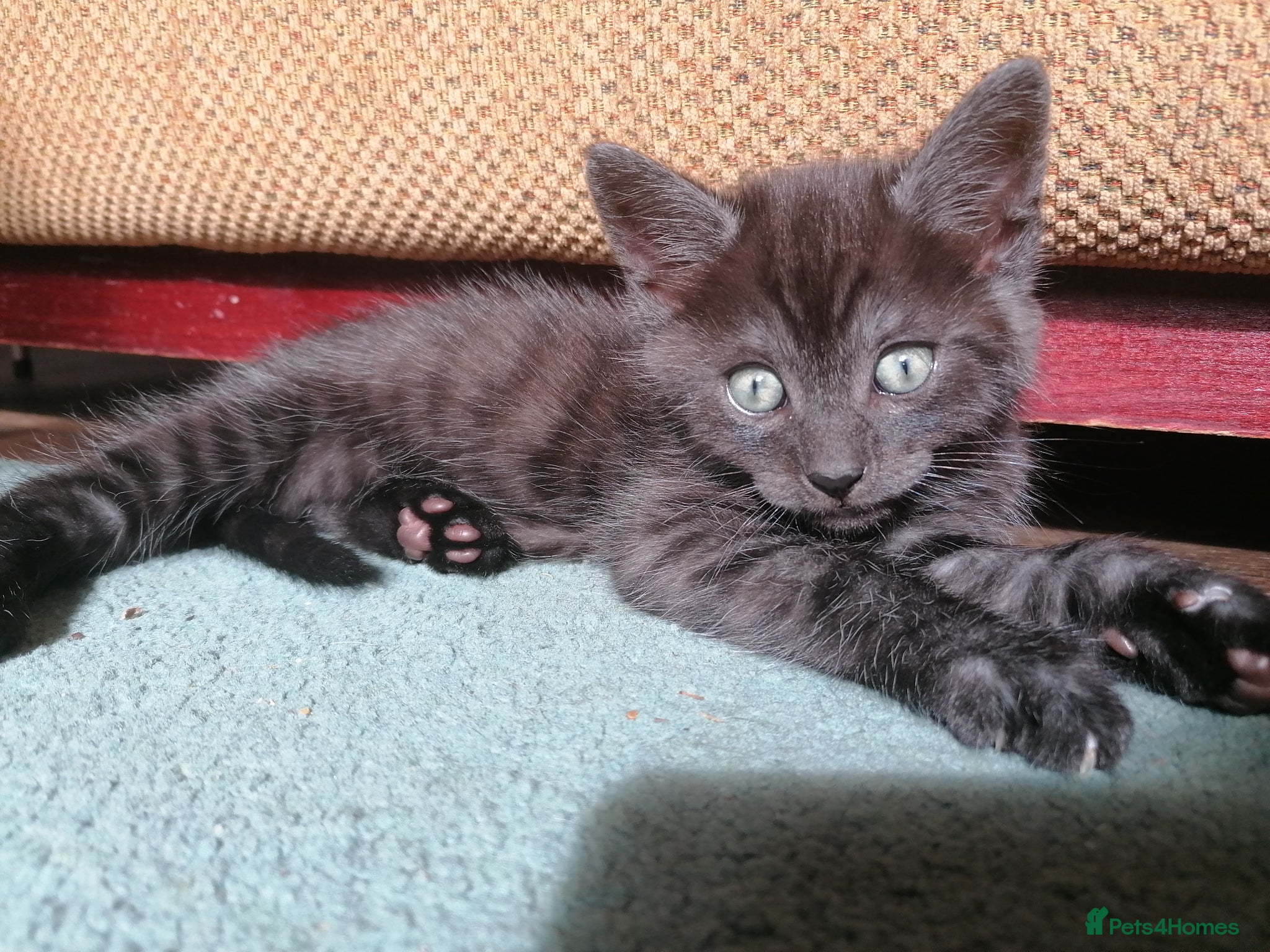 Domestic Shorthair cats 3 adorable kittens for sale  - Advert 7