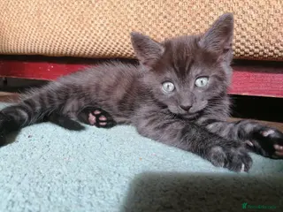 Domestic Shorthair cats **READY NOW!** 3 adorable kittens for sale - Advert 7