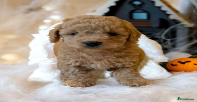 Cavapoo dogs - Advert 1