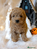 Cavapoo dogs - Advert 2