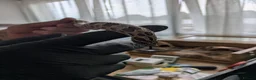 Snake reptiles for sale: Green phase western hognose female in Milton Keynes - Advert 4
