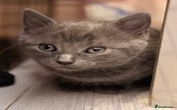 Ragdoll cats for sale: Sealpoint x kittens - Image 19