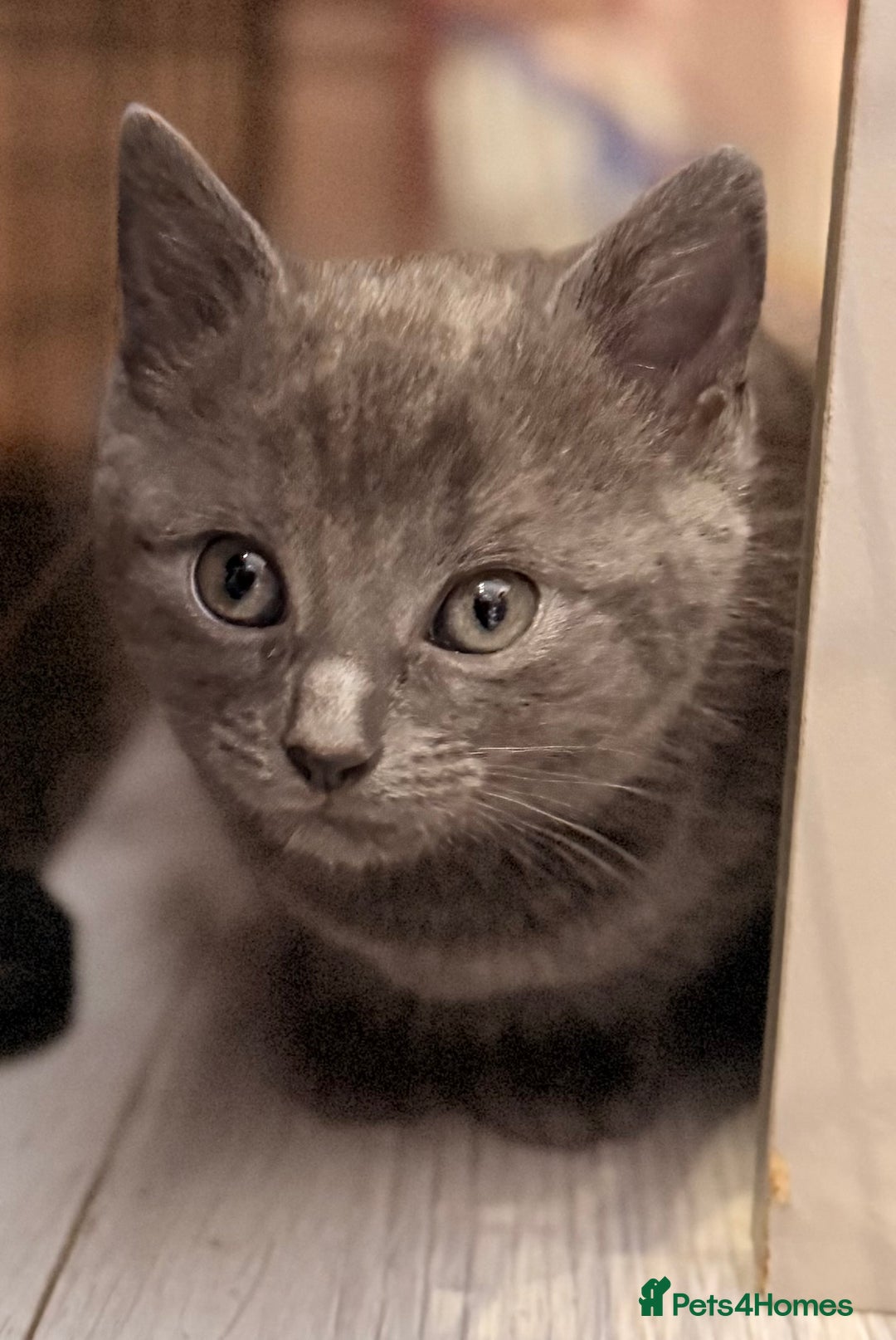 Ragdoll cats for sale: Sealpoint x kittens - Image 19
