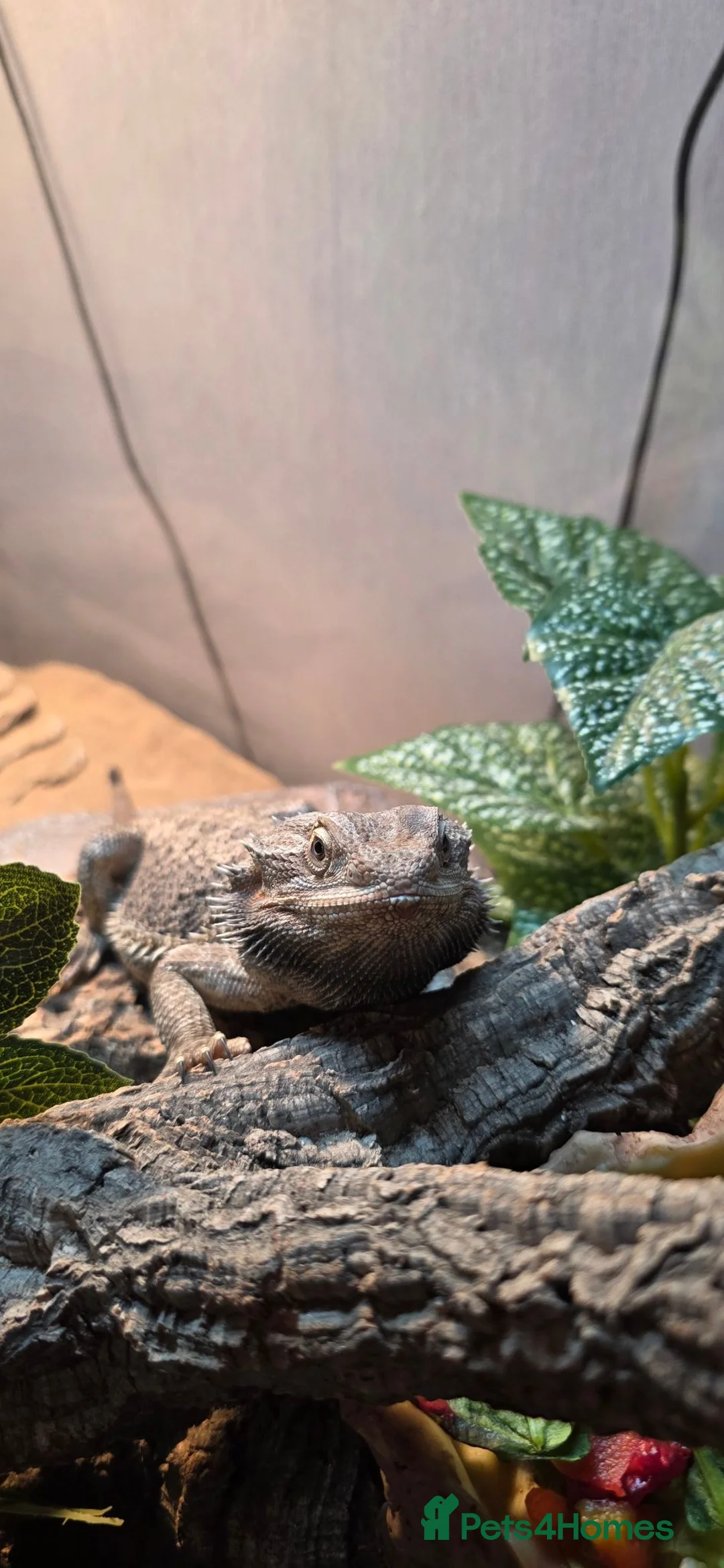 Bearded Dragon reptiles for sale: Bearded Dragon FREE in Manchester - Advert 4
