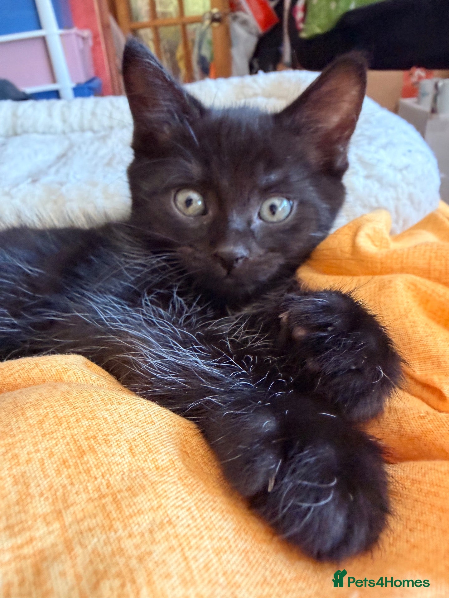 Persian cats Persian cross Kittens looking for Loving Homes 🐾 - Advert 2