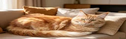 Maine Coon cats for sale: Ginger Maine Coon Female - Advert 3