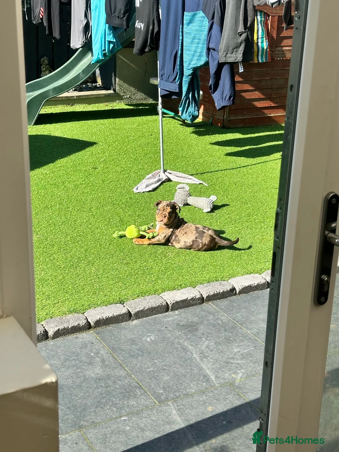 Olde English Bulldogge dogs for stud: 💥olde English bulldogge stud💥 in Rotherham - Advert 32