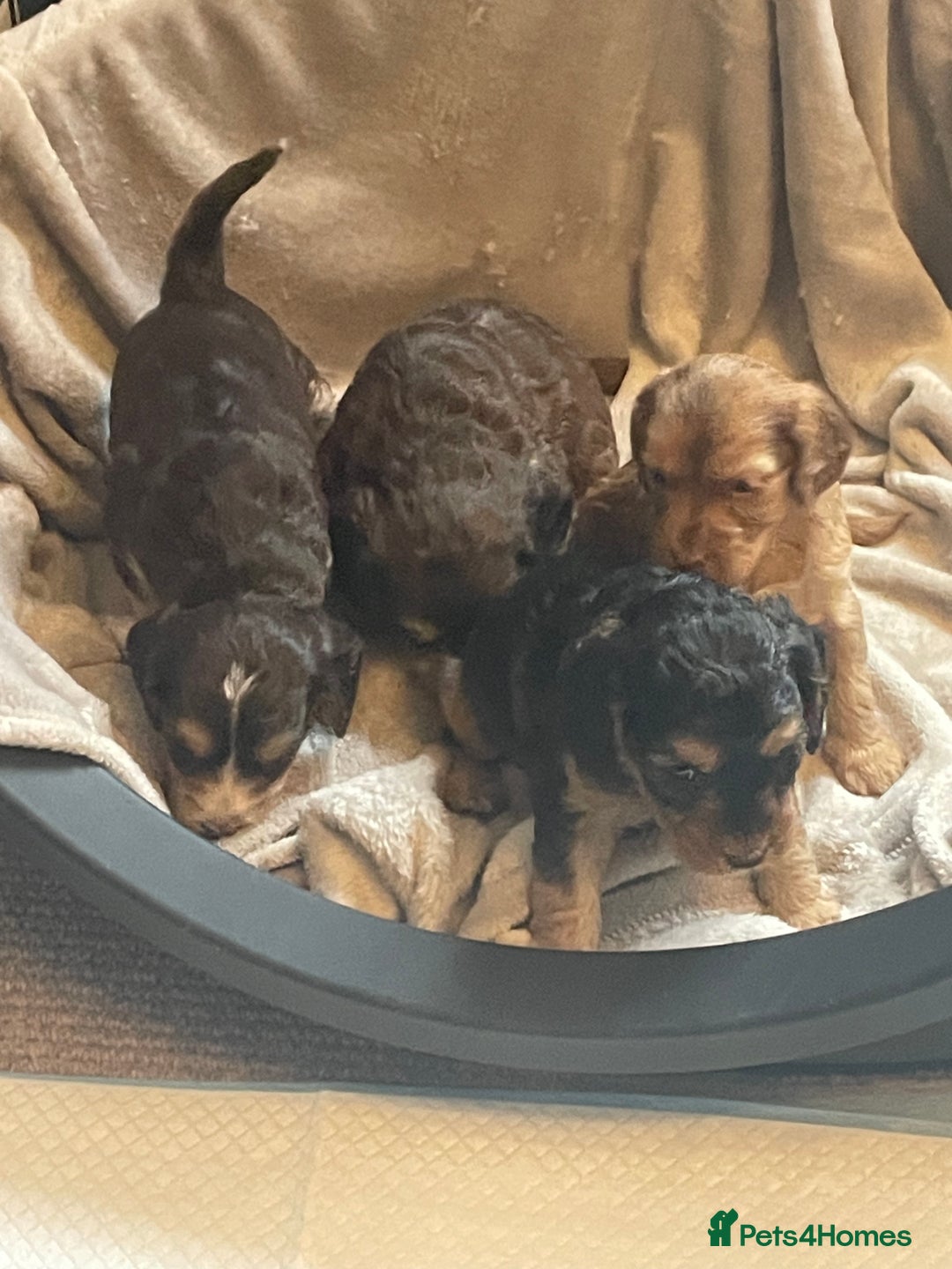 Cockapoo dogs for sale: Stunning sable cockapoos  - Advert 4