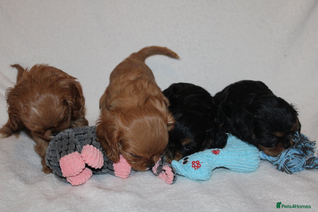 Cavalier King Charles Spaniel dogs for sale: Gorgeous Cavalier King Charles Spaniel puppies - Image 4