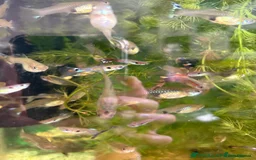 Other/Mixed Breed fish for sale: Assorted guppy fry £2 each - Image 8