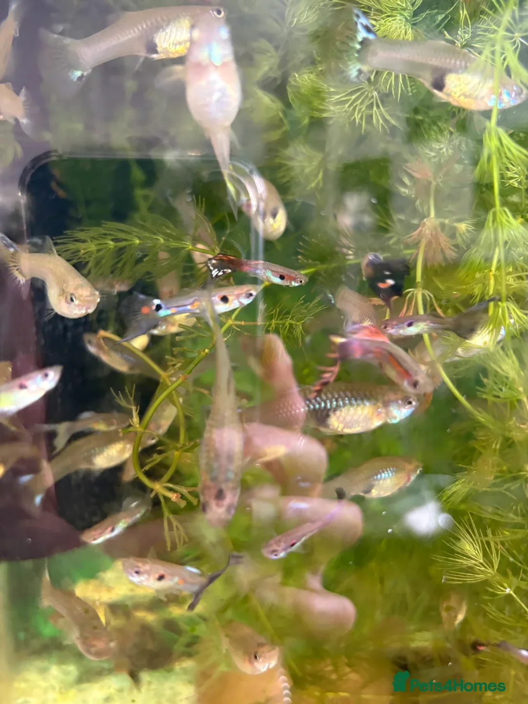 Other/Mixed Breed fish for sale: Assorted guppy fry £2 each - Image 8