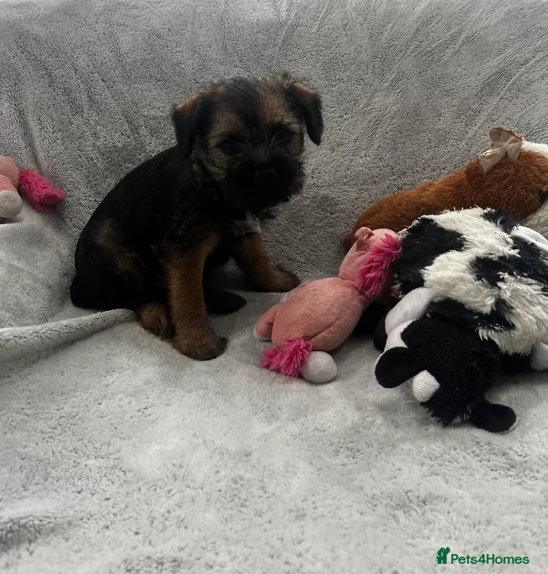 Border Terrier dogs for sale: PEDIGREE BORDER TERRIER PUPPIES - Advert 5