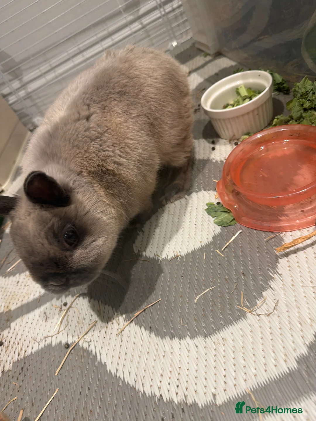 Netherland Dwarf rabbits for sale: Male rabbit  in West Byfleet - Advert 1