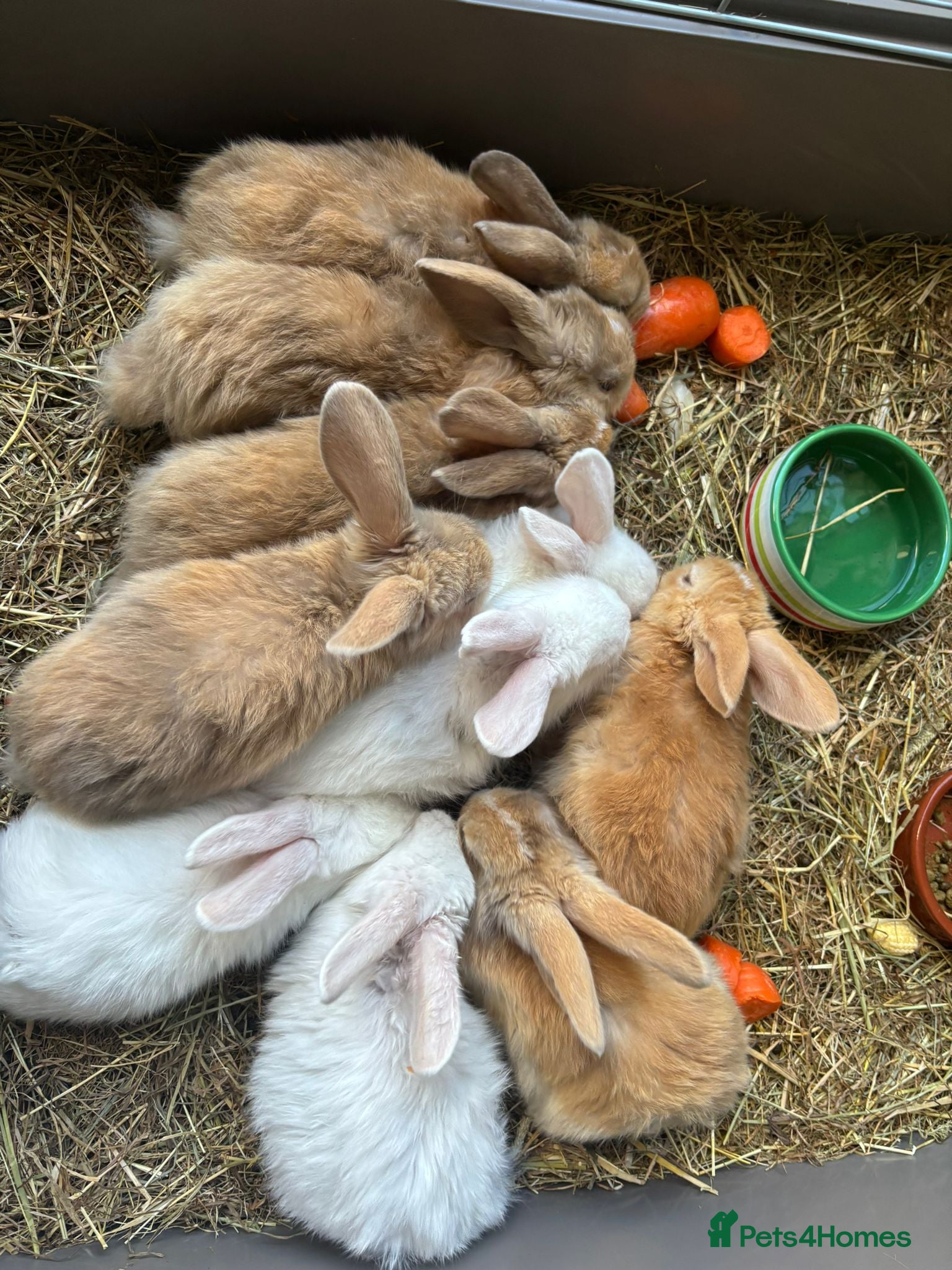 Mini Lop rabbits 🐰 Mini Lop Kits for Sale 🐰 - Advert 1