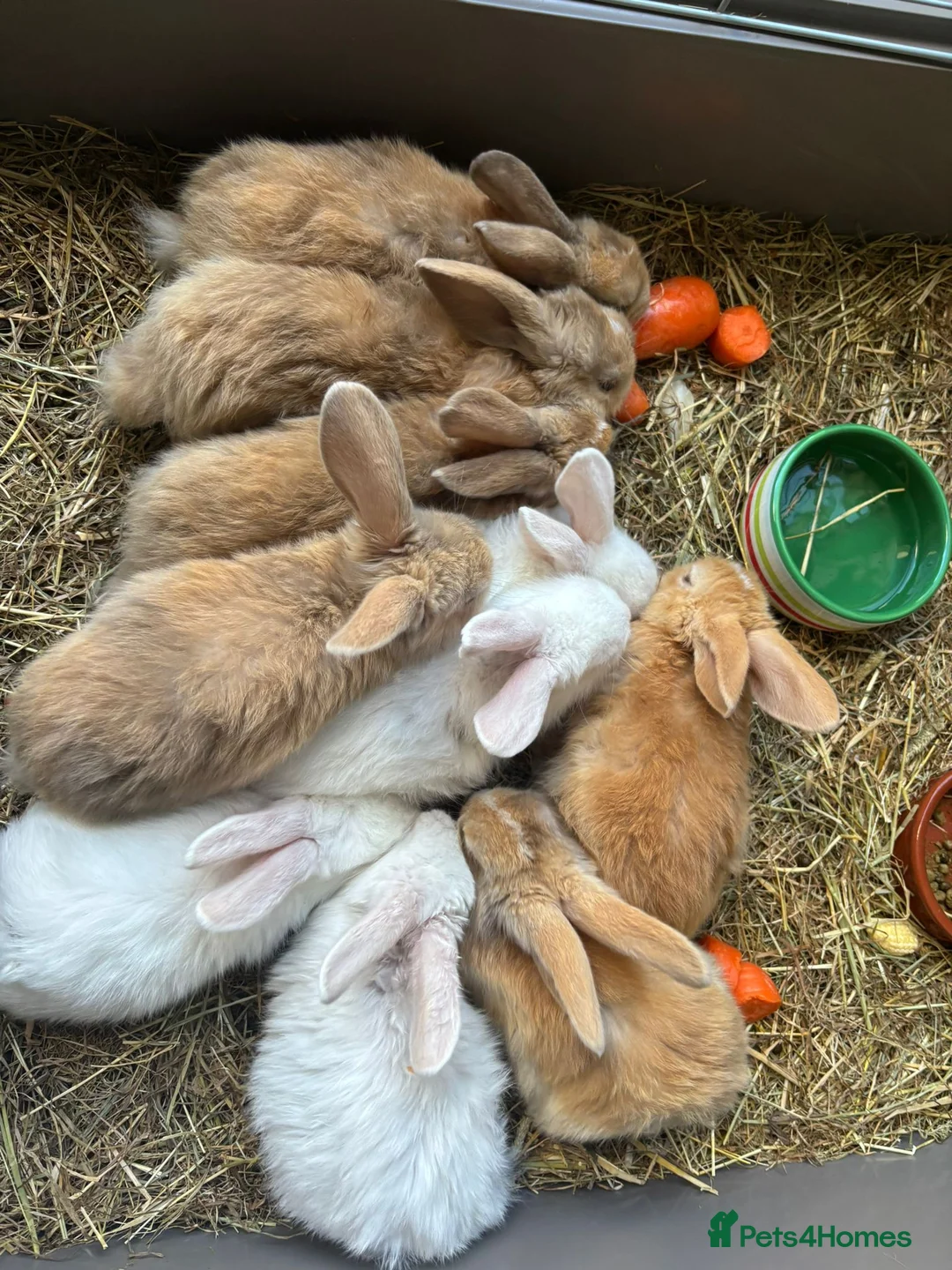 Mini Lop rabbits for sale: 🐰 Mini Lop Kits for Sale 🐰 in Marlow - Advert 1