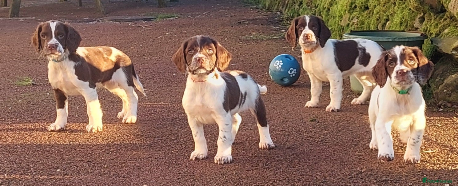 English Springer Spaniel dogs Pups due in 2 weeks,ready before  ** . - Advert 1