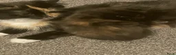 British Longhair cats for sale: 6 loved kittens  - Advert 20