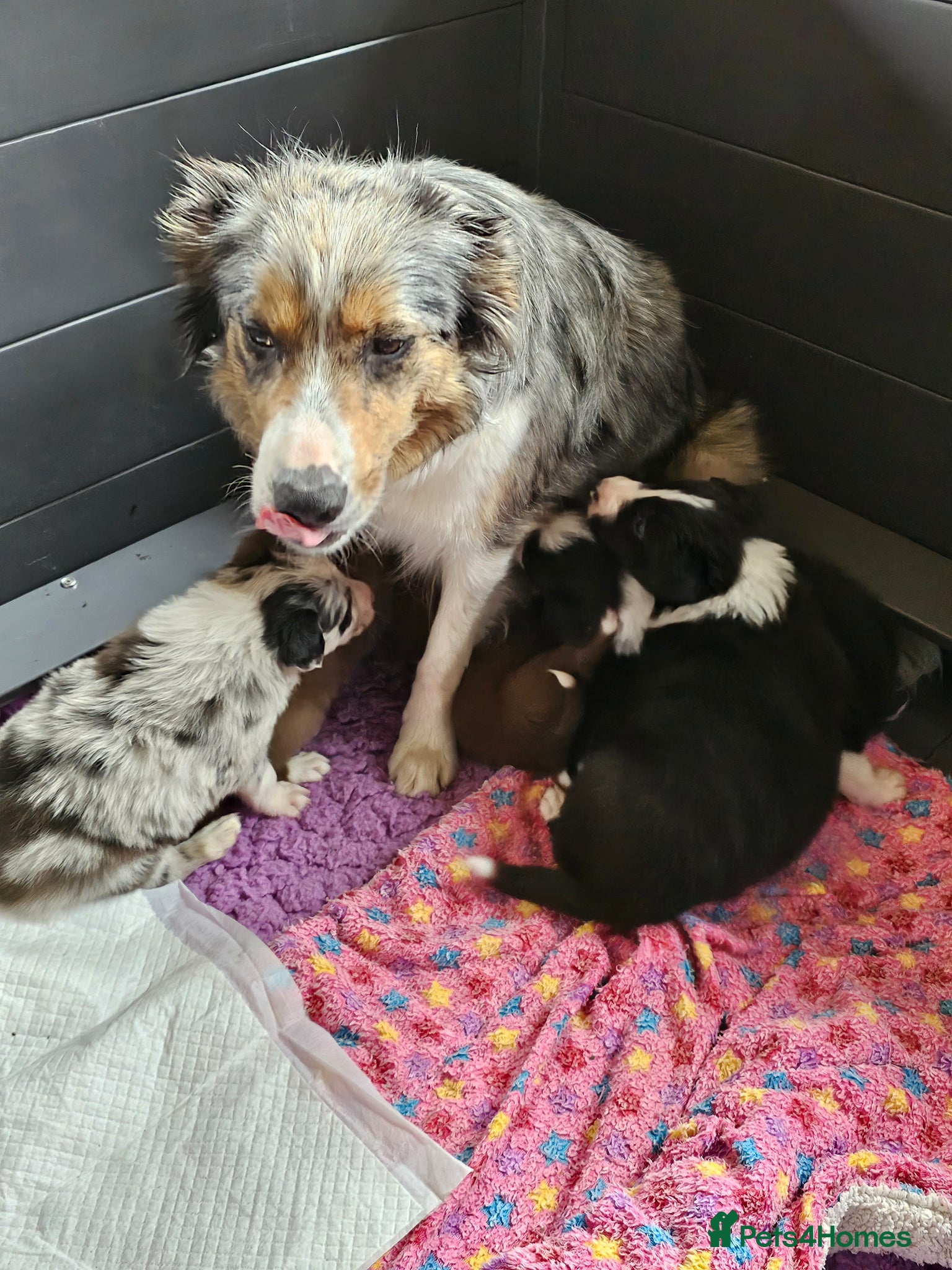 Border Collie dogs for sale: Border collie girl 14 months old - Advert 7