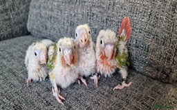Conures birds for sale: Beautiful fully hand reared conure baby's  - Image 1