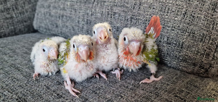 Conures birds - Advert 1