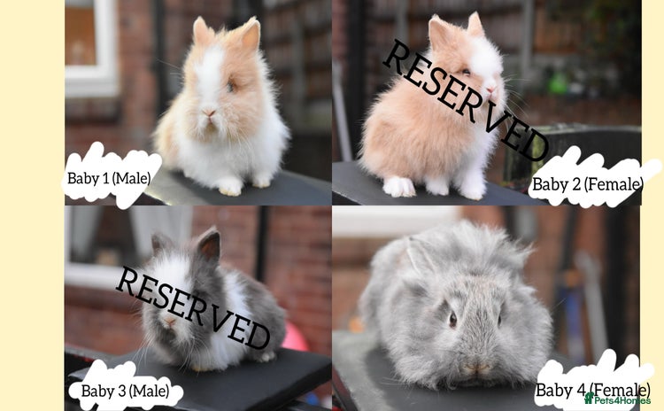 Mixed Breed rabbits - Advert 3