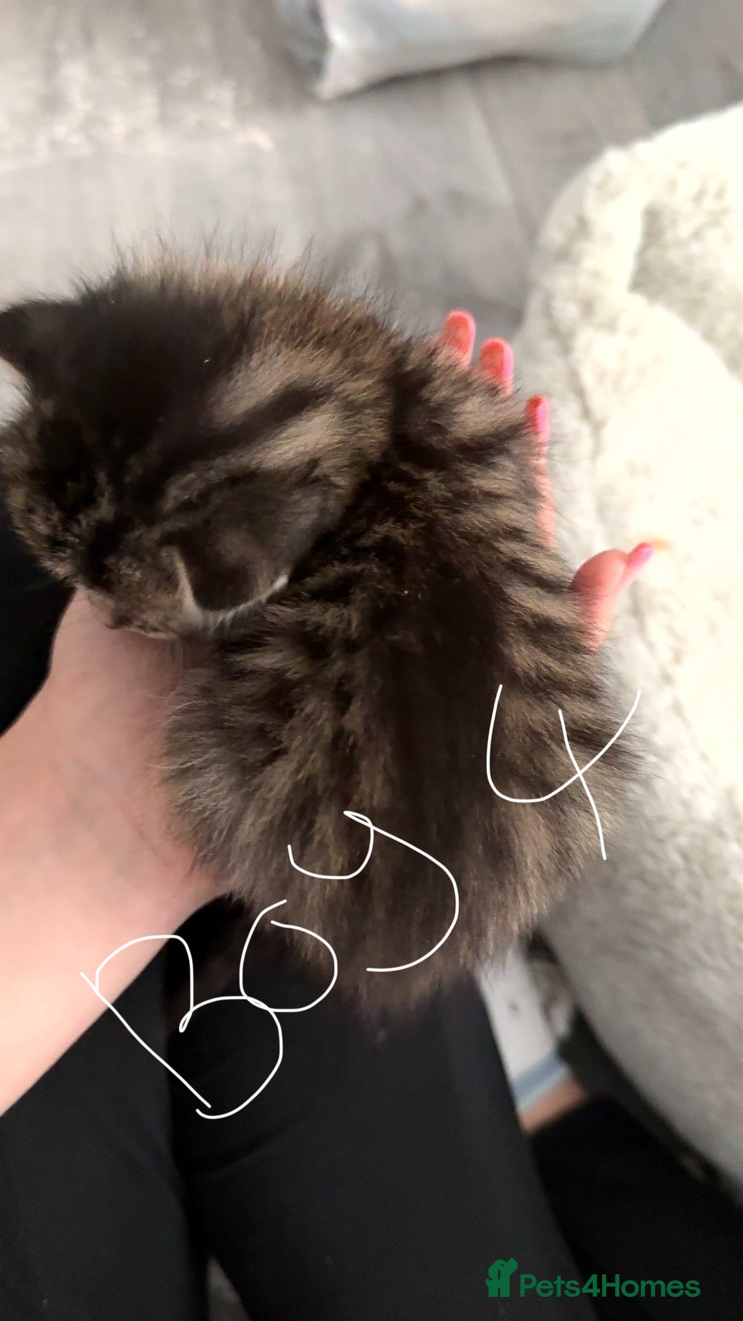 British Shorthair cats for sale: 3 boys 1 girl Tabbys - Image 8