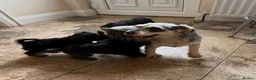 Miniature Schnauzer dogs for sale: Miniature schnauzer pups - Advert 8