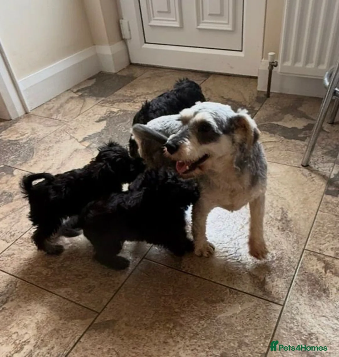 Miniature Schnauzer dogs for sale: Miniature schnauzer pups - Advert 8