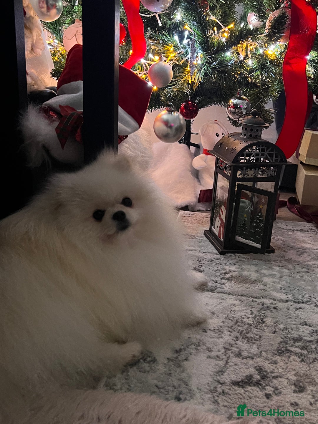 Pomeranian dogs for stud: Pomeranian Boy for Stud - Advert 3