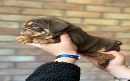 Mixed Breed dogs for sale: Bulldog de Bordeaux  - Image 5