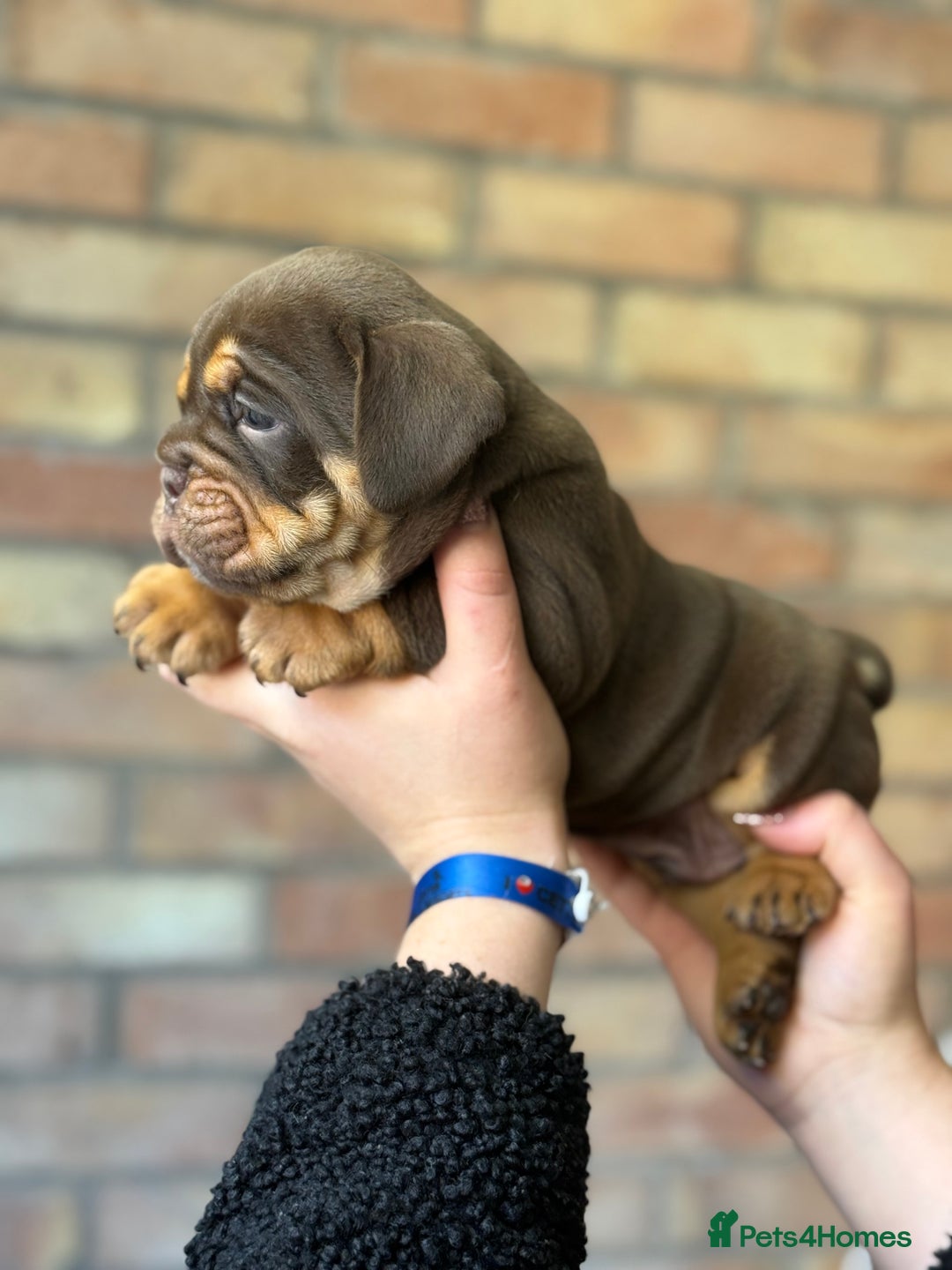 Mixed Breed dogs for sale: Bulldog de Bordeaux  - Image 5