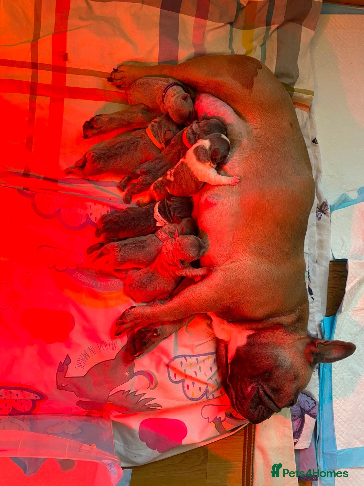 French Bulldog dogs Fluffy French Bulldog Puppies  - Advert 13