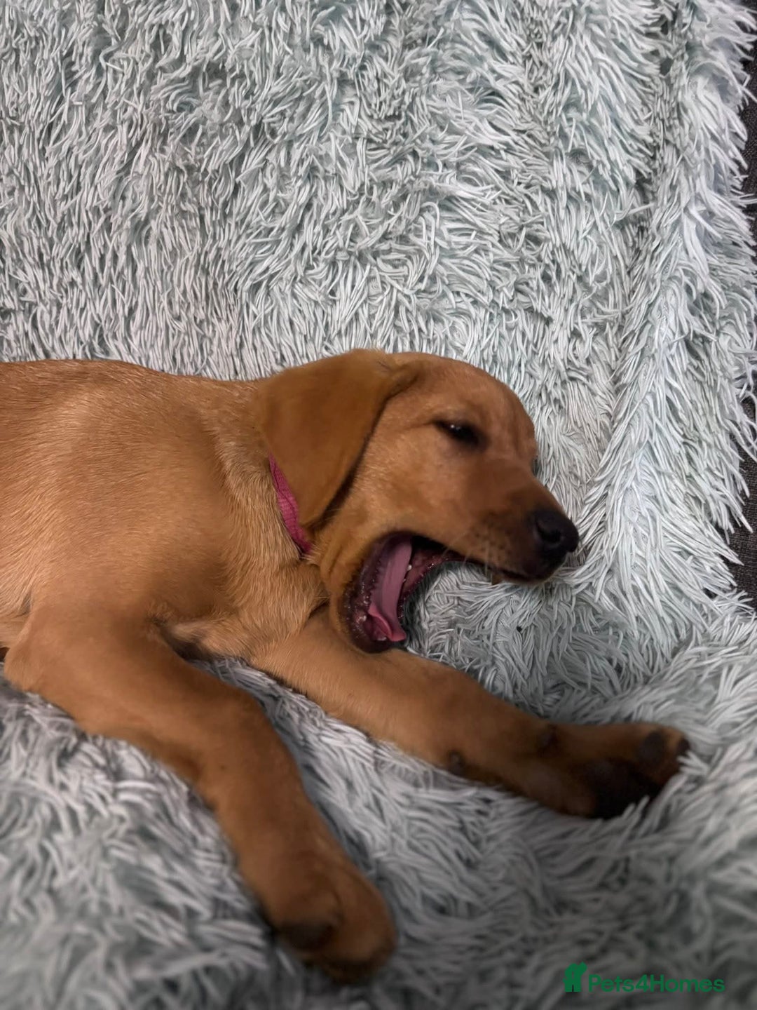 Labrador Retriever dogs for sale: KC REG Lab puppy ready to take home - Image 10