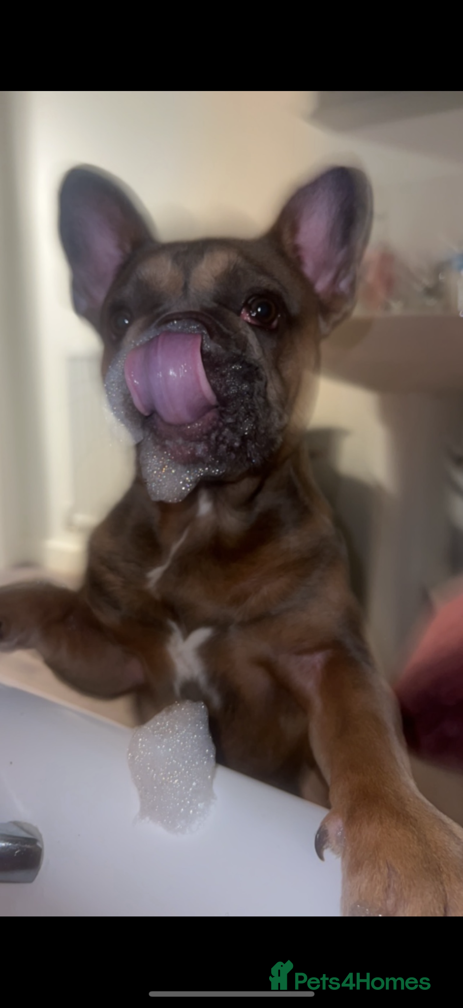 French Bulldog dogs French Bulldog Stud Dog Available - Advert 1