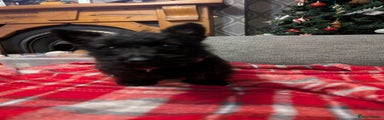 Scottish Terrier Puppy