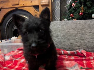 Scottish Terrier dogs Scottish terrier pup for sale - Advert 1