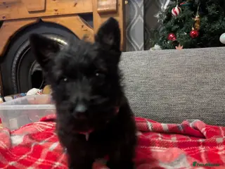 Scottish Terrier dogs Scottish terrier pup for sale - Advert 2
