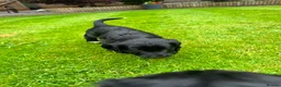 Cockapoo dogs for sale: Beautiful Cockapoos in Perth - Advert 12