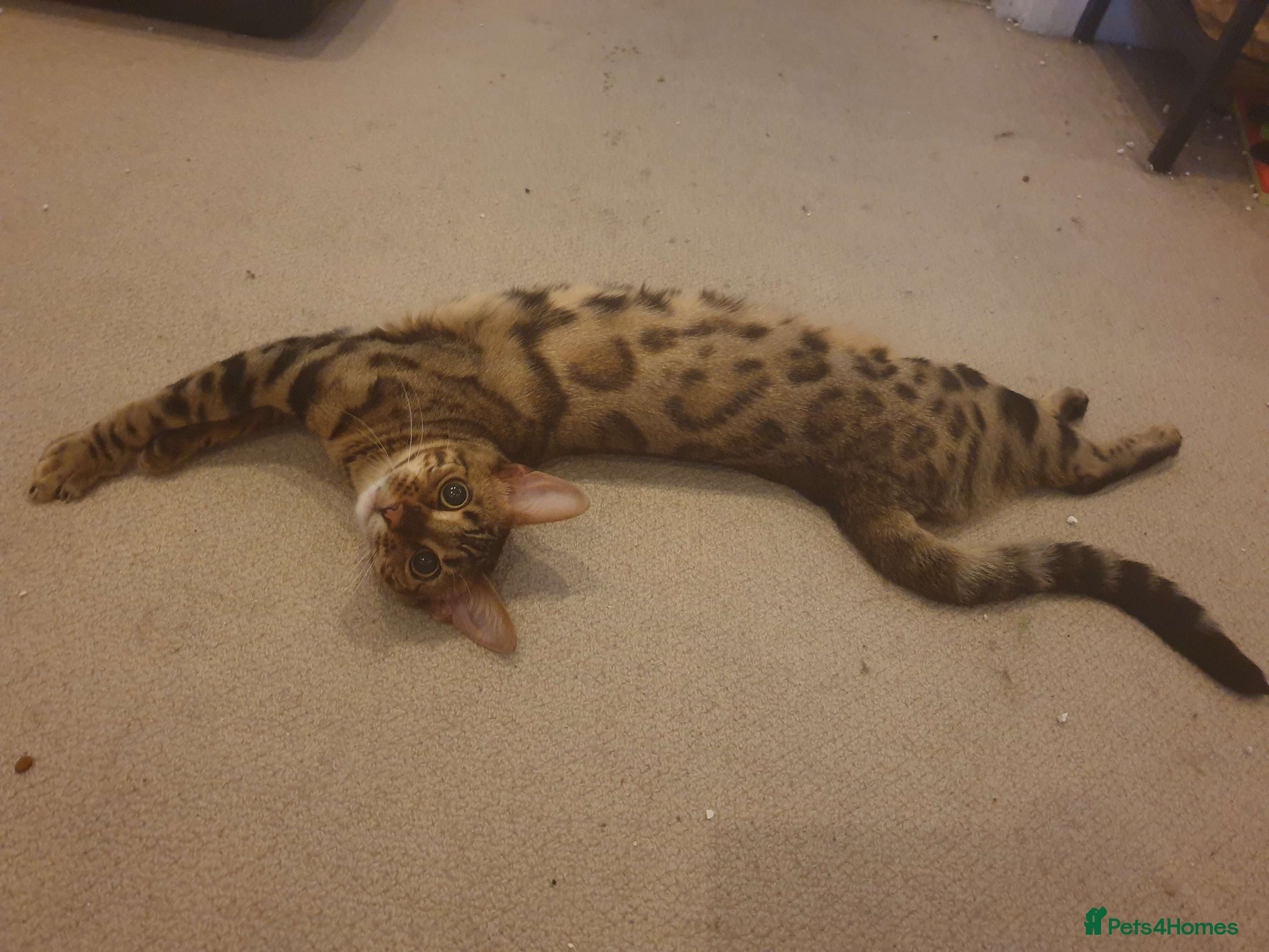 Bengal cats Exceptional Bengal For Sale - Advert 2