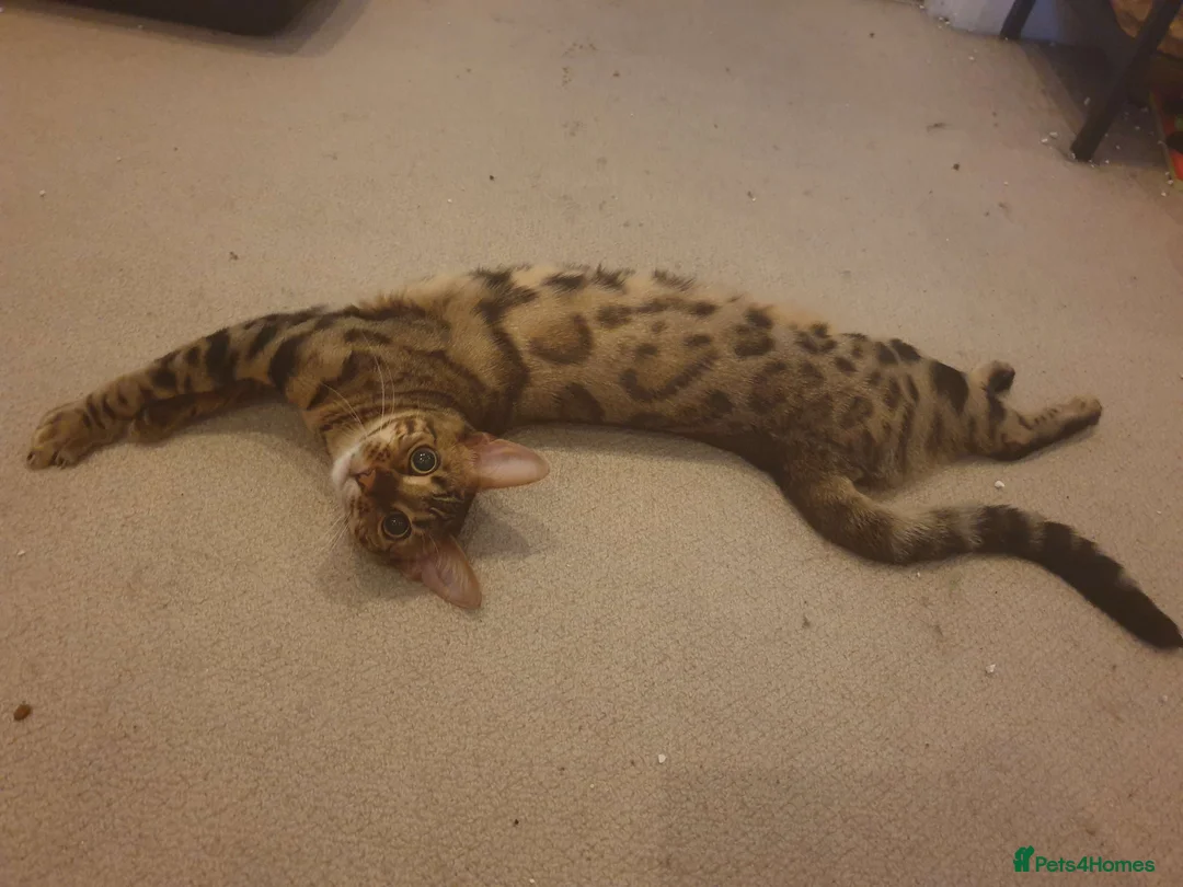 Bengal cats for sale: Exceptional Bengal For Sale - Advert 1