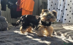 Yorkshire Terrier dogs for stud: Gorgeous tiny black and brown yorkshire terrier  in Hereford - Image 18