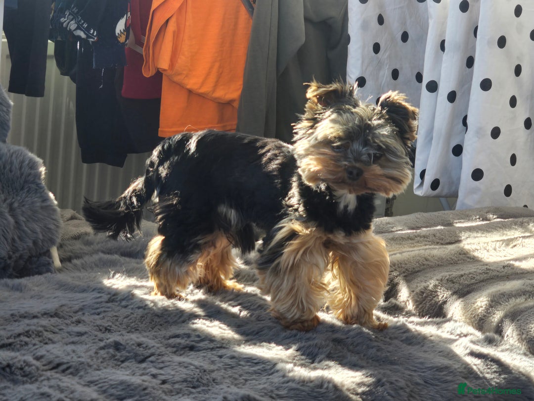 Yorkshire Terrier dogs for stud: Gorgeous tiny black and brown yorkshire terrier  in Hereford - Image 18