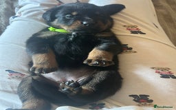 Rottweiler dogs for sale: Beautiful Rottweiler pups  - Image 15