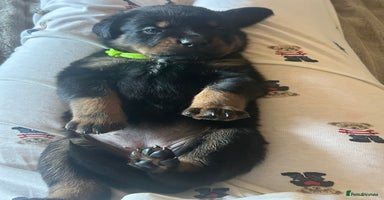 Rottweiler dogs - Advert 15