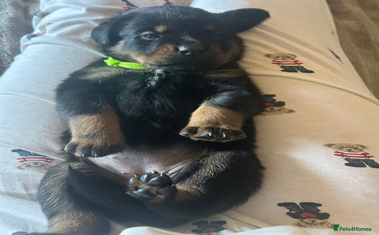 Rottweiler dogs - Advert 1
