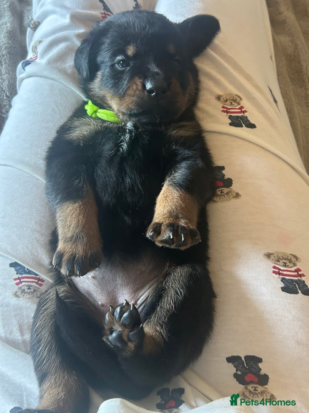 Rottweiler dogs for sale: Beautiful Rottweiler pups  - Image 15