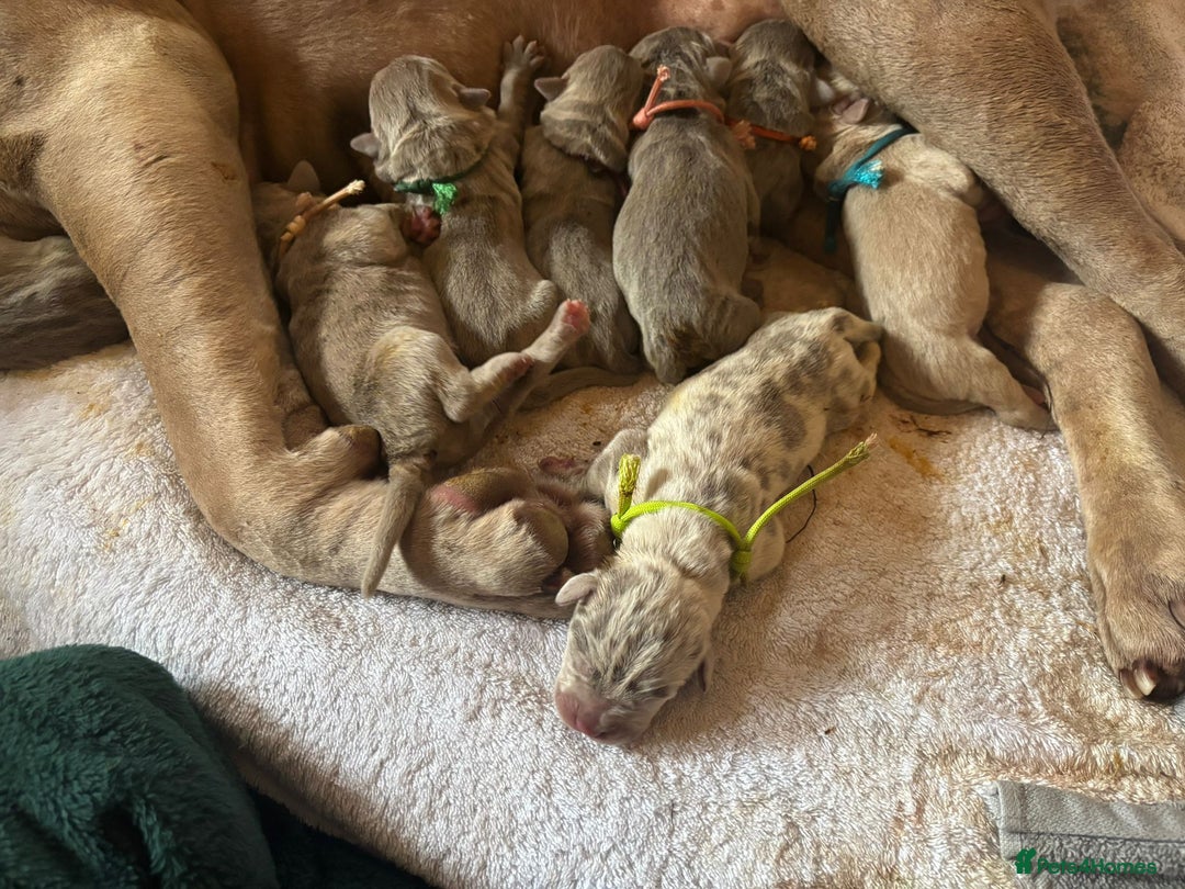 Mixed Breed dogs for sale: Banndogge puppies - Advert 2