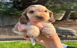 Cocker Spaniel dogs for sale: Quality Simbawood Sable Show Type Cocker Spaniels  - Image 10